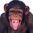 Funny Monkeys