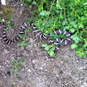 California Kingsnake