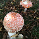 fly agaric