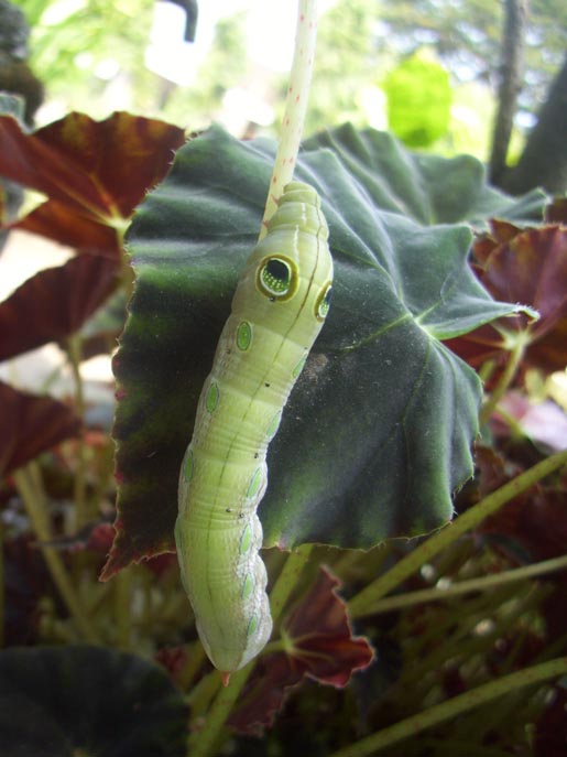 Green Hawk Moth Caterpillar
