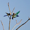 White-crowned parrots
