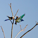 White-crowned parrots