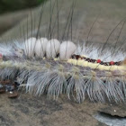 White-marked Tussock Moth larva