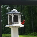 Cardinal (Winter Redbird)