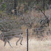 White-tailed deer