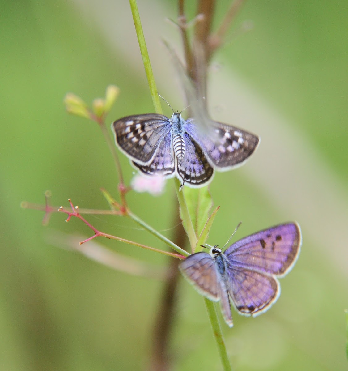 Black  spotted Pierrot  Butterfly