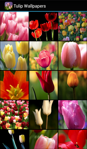 Tulip Wallpapers