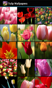 How to download Tulip Wallpapers lastet apk for laptop