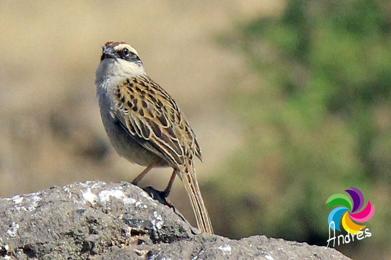 Rayado Sparrow