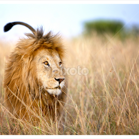 a Lion's tale by Lourens Lee Wildlife Photography - Animals Lions, Tigers & Big Cats