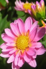 Sweet Flowers Wallpaper HD I