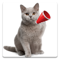 Cat Sounds icon