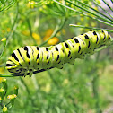 Black Swallowtail Caterpillar - 5th instar