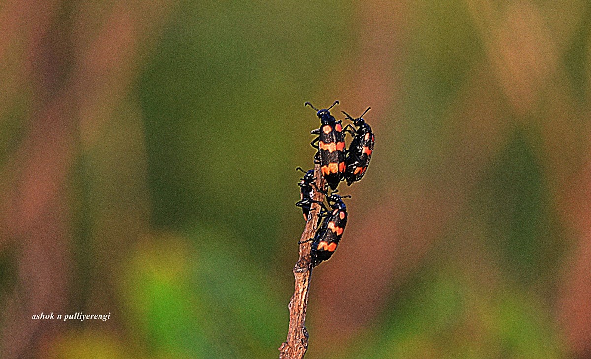 Orange Blister beetles