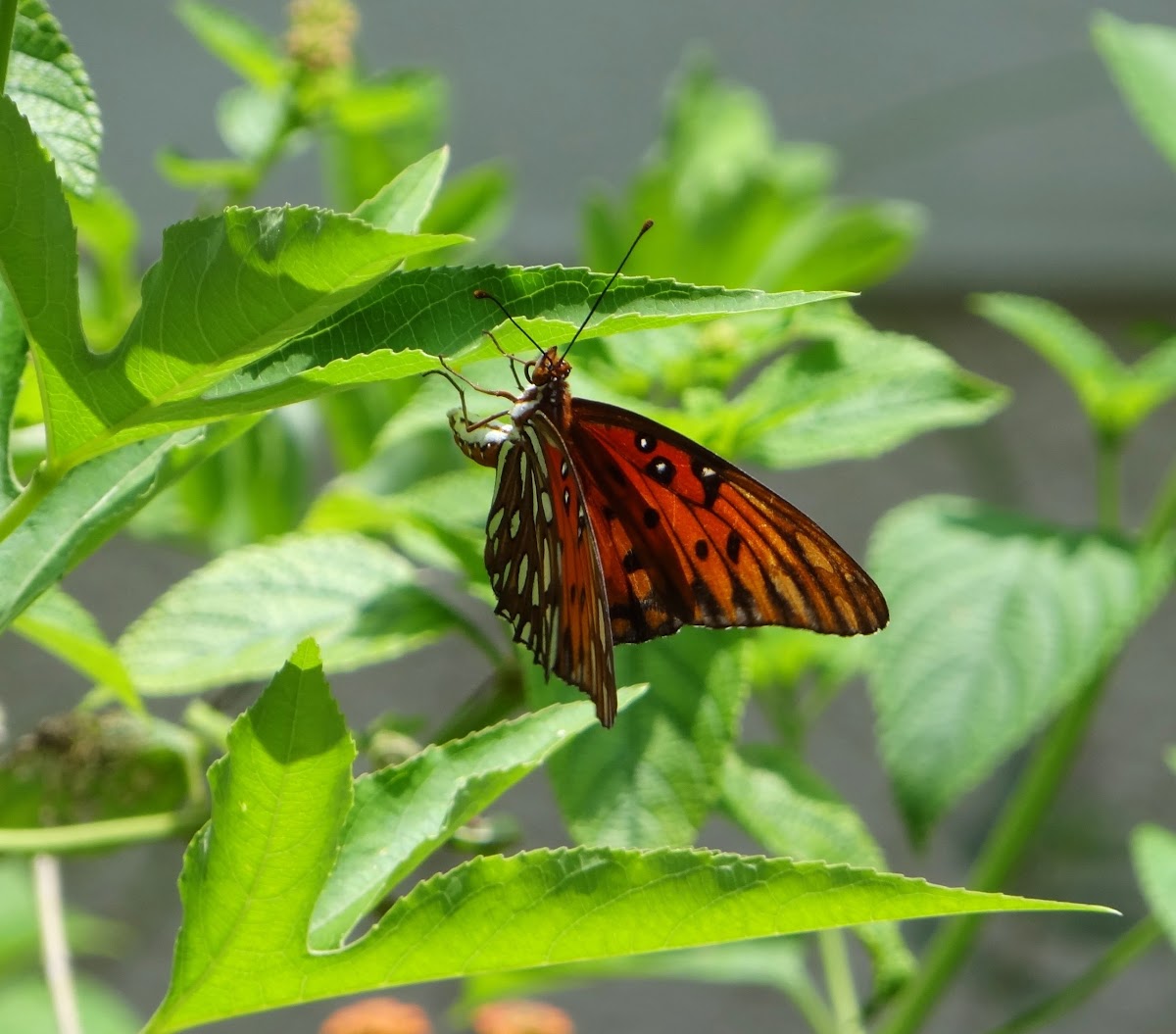 Gulf Fritillary Butterfly