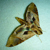Satellite Sphinx Moth