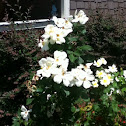 White heirloom roses