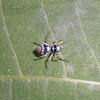 Banded Jumping Spider
