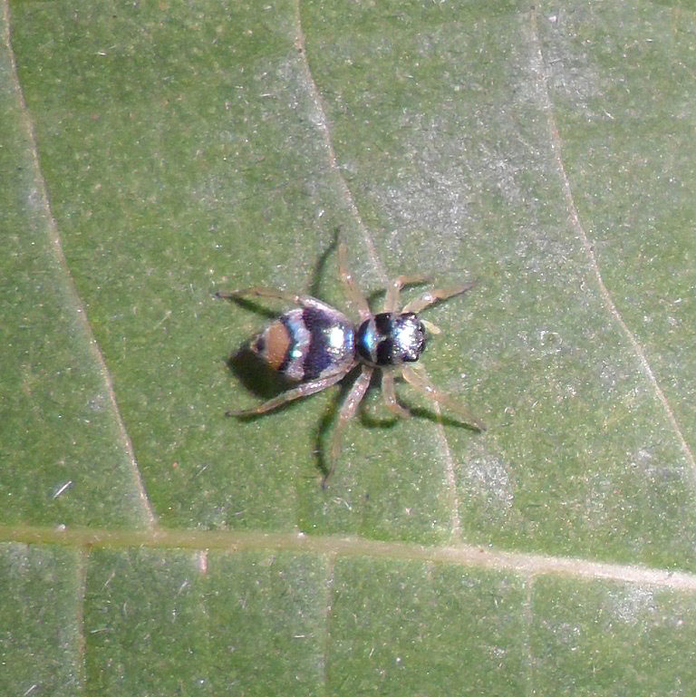 Banded Jumping Spider