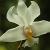 The Fragrant Dendrobium