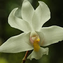 The Fragrant Dendrobium