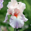 Tall Bearded Iris 'Celebration Song'