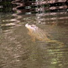 Saltwater Crocodile - Estuarine Crocodile
