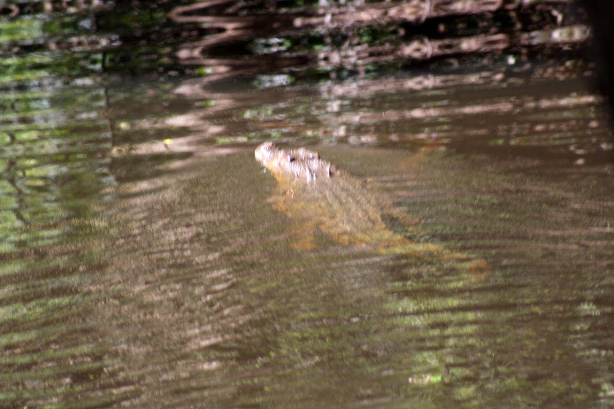 Saltwater Crocodile - Estuarine Crocodile