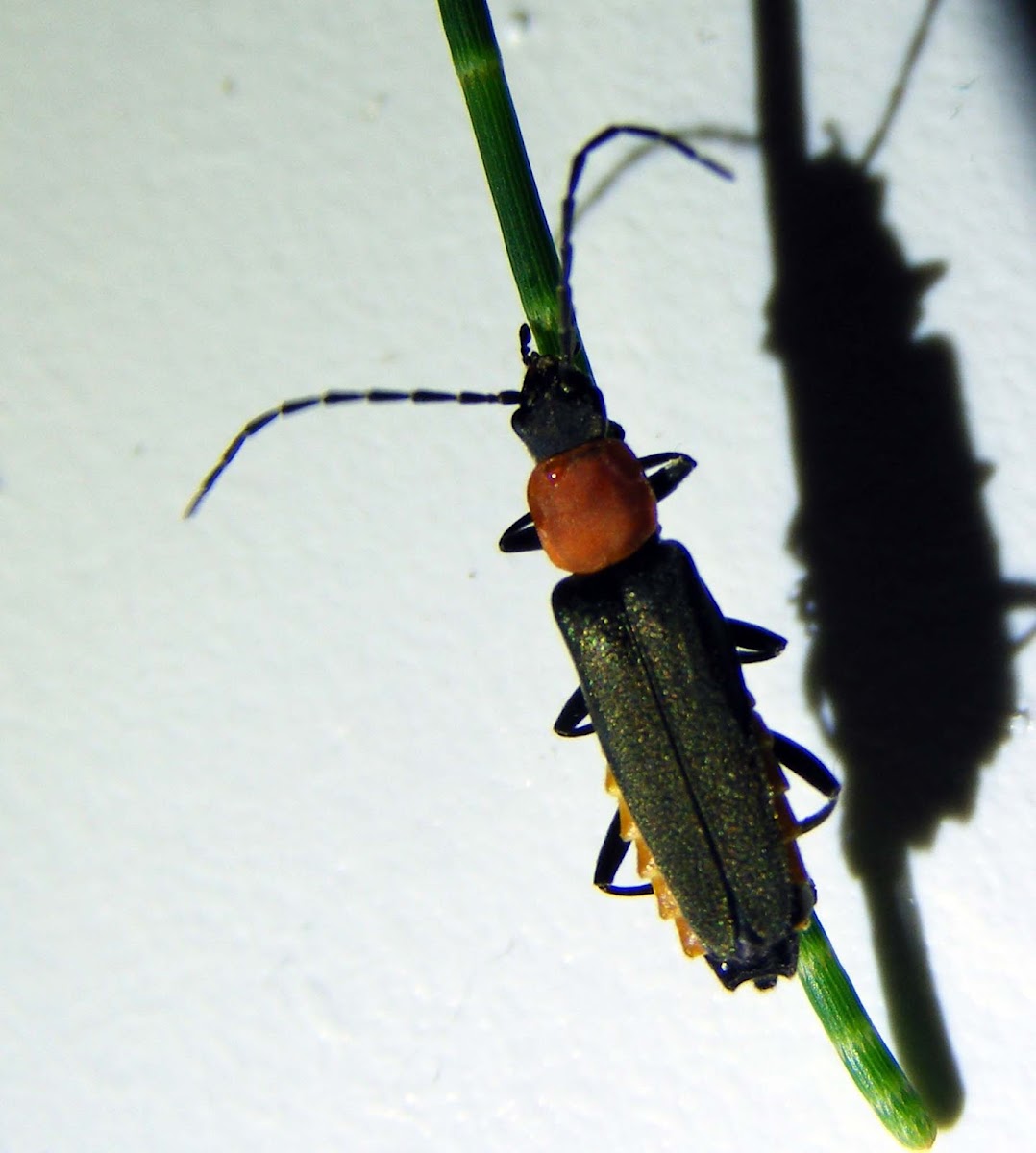 Tri-colour Soldier Beetle