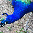 Indian Peacock