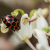 Common Spotted Ladybird