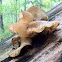 Wood ear mushroom