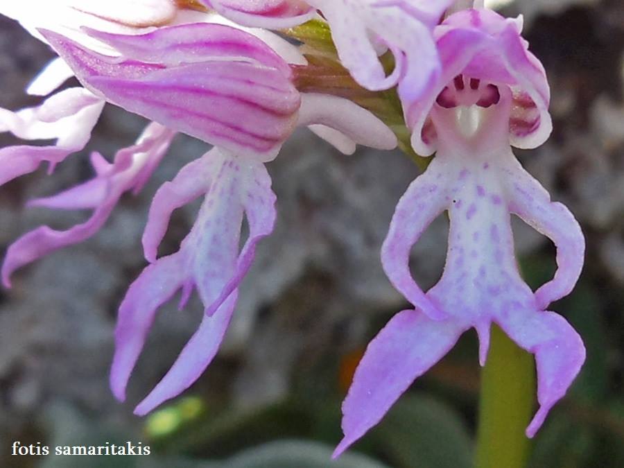 Naked man orchid