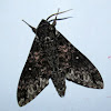 Common Grizzled Hawkmoth