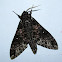 Common Grizzled Hawkmoth
