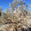 Smoke Tree