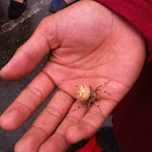 Nocturnal Orb-weaver Spider