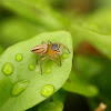 Small Striped Jumping Spider