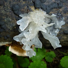 Snow Fungus