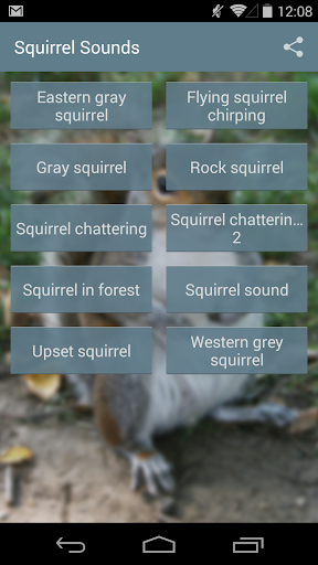 Squirrel Sounds