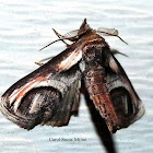 Eyed Paectes Moth
