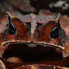 Crested Forest Toad