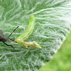 Bug eating a worm 
