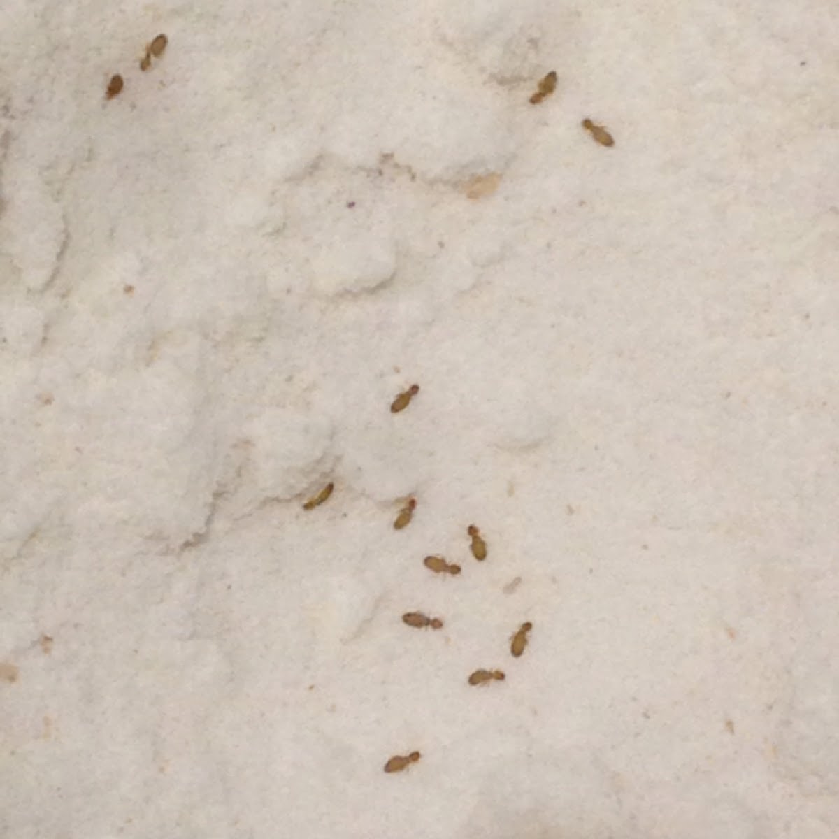 Book lice Project Noah