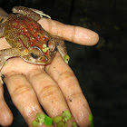 Indian spectacled toad