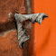 Unknown Grey Moth