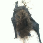 Morcego lanudo