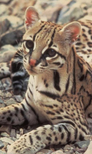 Leopardus Pardalisオセロット