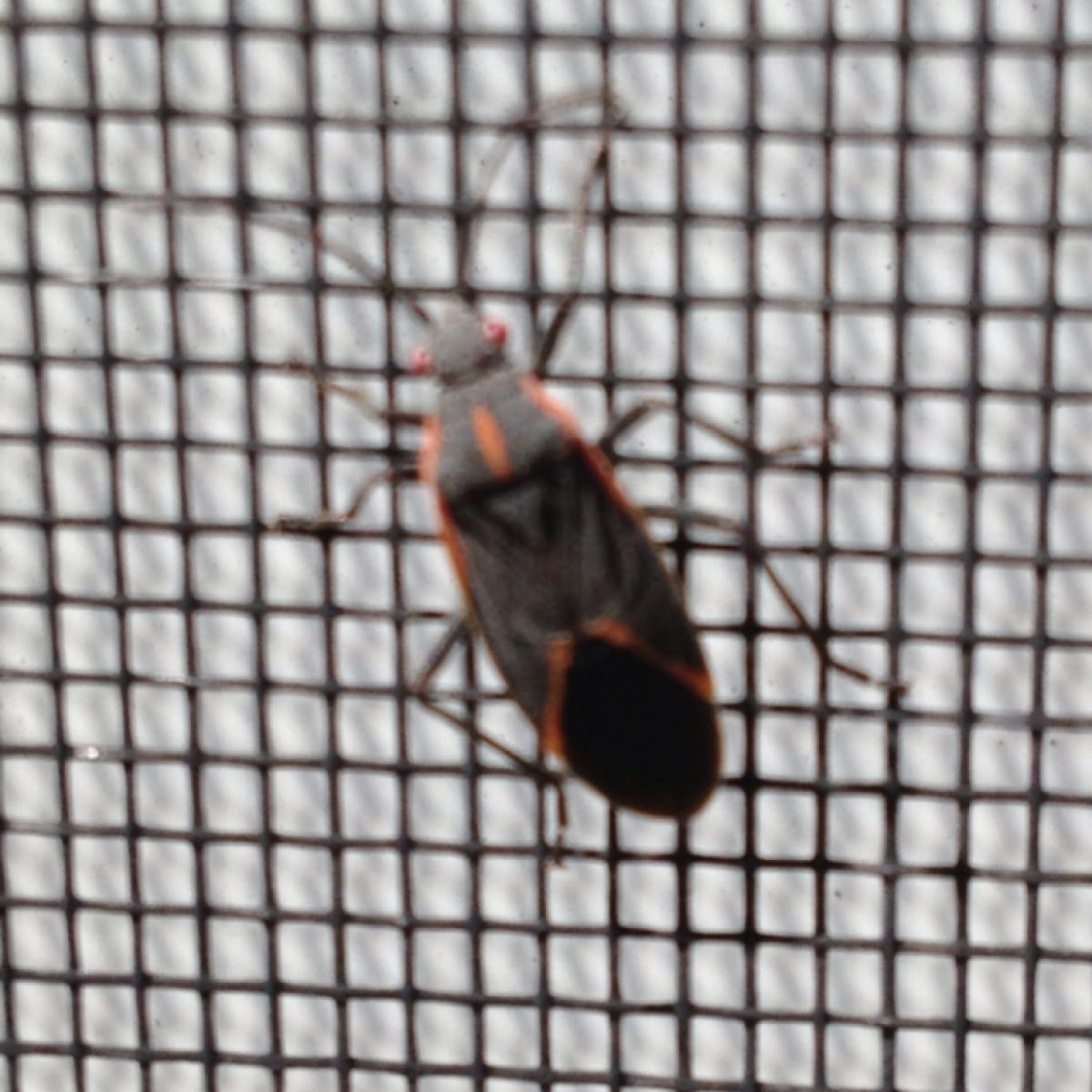 Boxelder bug