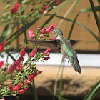 Broad-tailed Hummingbird